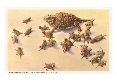 Blue Ghost Post: Horny Toads: Back In My Life Desert Lizards, Horned Toad, Lizard Species, Horned Lizard, Family Art Print, Family Poster, Art Print Display, Tropical Art, Family Art