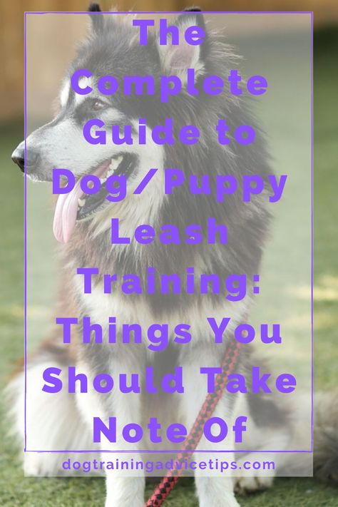 Puppy Leash Training, Dog Apps, Leash Training Puppy, Puppy Leash, Dog Leash Training, Positive Dog Training, Basic Dog Training, How To Walk, Dog Training Advice