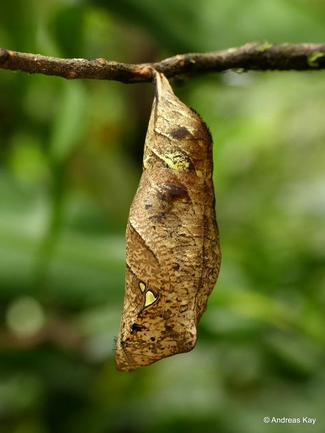 https://flic.kr/p/2gUMc8g | Owl butterfly pupa, Caligo sp. | from Ecuador: www.youtube.com/AndreasKay Flannel Moth, Butterfly Pupa, Owl Butterfly, Moth Caterpillar, Beautiful Bugs, Arthropods, Arachnids, Beautiful Butterflies, Ecuador