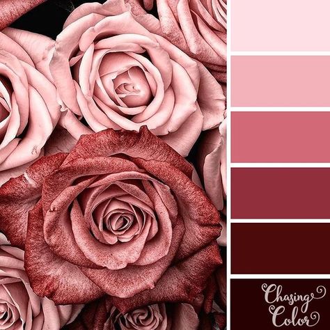 🎨 #chasingcolor #color #colour #palette #colorpalette #colourpalette #colortheme #colorscheme #colorinspiration #colorinspo #instacolor… Flower Colour Combinations, Colour Palette Flowers, Vintage Pink Color Palette, Rose Colour Palette, Pink Colour Combinations, Flower Colour Palette, Palette Rosa, Romantic Color Palette, Pink Colour Palette