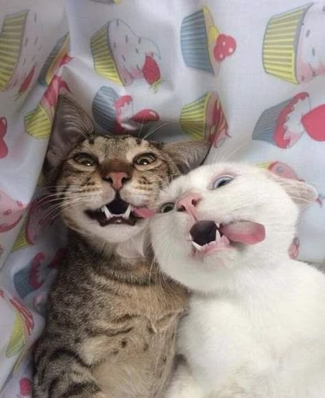 Funny Cat Jokes, Cat Jokes, Cat Couple, Cat Ideas, Cat Selfie, Image Chat, Funny Animal Photos, Cat Aesthetic, Funny Cute Cats