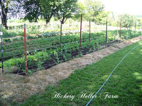 No Till Gardening And Heavy Mulch No Till Gardening, Organic Gardening Tips, Gardening Advice, Veggie Garden, Farm Gardens, Kitchen Garden, Gardening For Beginners, Mulch, Permaculture