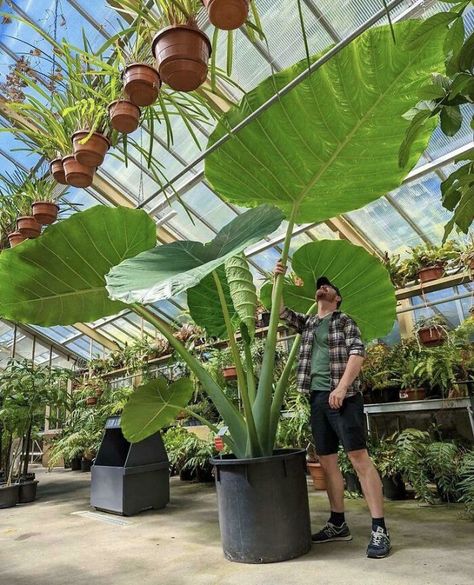 This Elephant Ears Plant At A Plant Store Elephant Ear Plant, Rose Seeds, Elephant Ears, House Plants Decor, Replant, Planting Bulbs, Tropical Garden, Container Plants, Tropical Plants