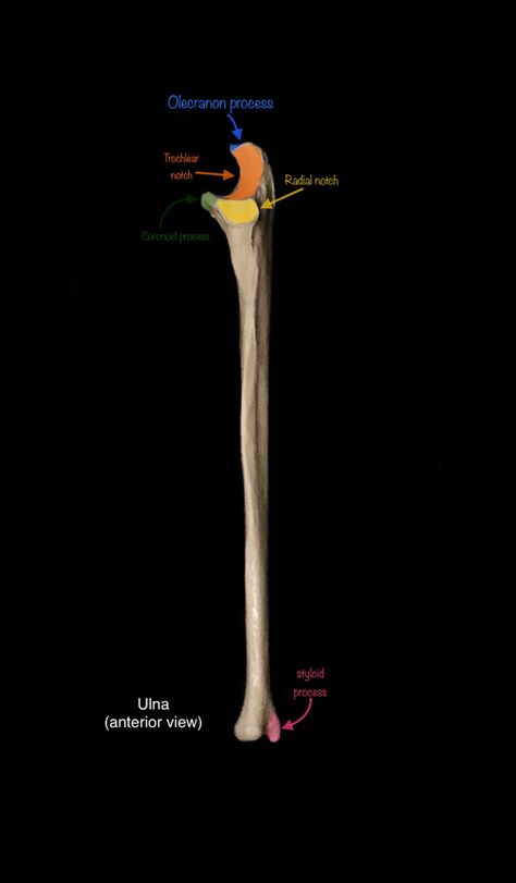 Skeleton Identification for anatomy Ulna Anatomy, Ulna Bone, Skeletal Anatomy, Anatomy Lab, Hygiene School, Study Tips College, Anatomy And Physiology, Skeletal, Chiropractic