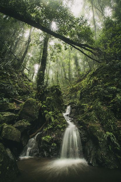 Rainforest Photography, Australian Photography, Australian Landscape, Travel Globe, Green Life, Australia Travel, Landscape Photographers, Macro Photography, Natural Wonders