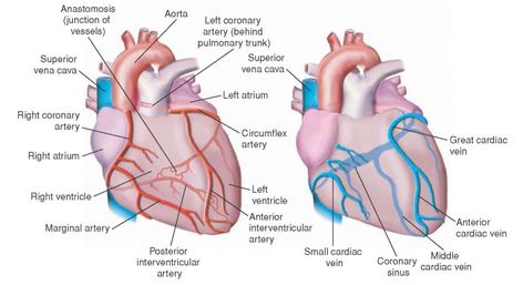 What is coronary circulation? | Socratic Arteries And Veins Anatomy, Coronary Circulation, Arteries Anatomy, Acute Coronary Syndrome, Med Surg Nursing, Cardiac Disease, Arteries And Veins, Heart Anatomy, Poor Circulation