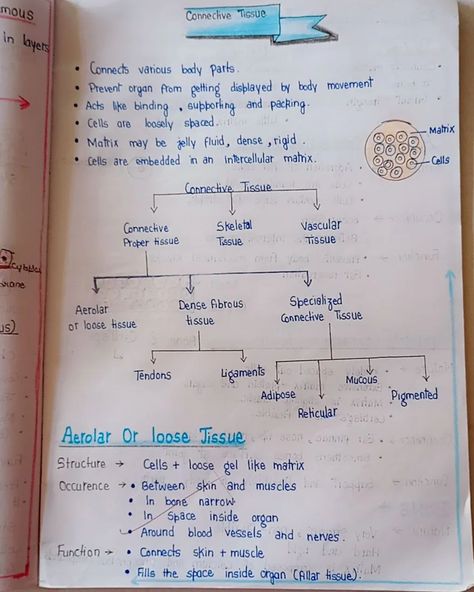 Class 9 handwritten notes ✨Building a strong foundation with my notes on connective tissue🧬✨ #class9science #class9notes #biologynotes #examnotes Class 9 Science Notes, Commerce Notes, Notes Biology, Ligaments And Tendons, Basic Anatomy And Physiology, My Notes, Class 9, Science Notes, Connective Tissue