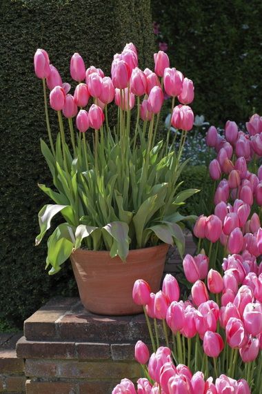 Tulpen Arrangements, Garden Arrangement, Tulips Arrangement, Container Gardening Flowers, Tulips Garden, Spring Bulbs, Kew Gardens, Garden Care, Flowers Garden