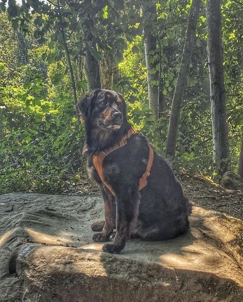 Golden Bernese Mountain Dog, Big Dog Breeds Gentle Giant, Golden Mountain Dog, Massive Dog, Gentle Giant Dogs, Massive Dogs, Golden Mountain, Big Dog Breeds, Bing Bong