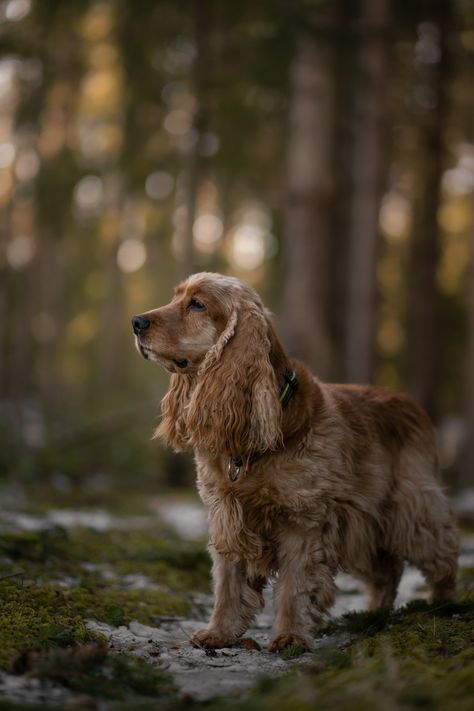 Cocker spaniel in forest Cocker Spaniel Photography, Spaniel Photography, Cocker Spaniel Photoshoot, Photo Bokeh, Red Working Cocker Spaniel, Cocker Spaniel Brown And White, Cocker Spaniel Coquette, English Cocker, English Cocker Spaniel