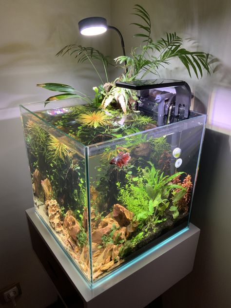 Betta Fish Tank In Bedroom, Beta Fish Aquariums, Beta Fish Aquascape, Studio Ghibli Fish Tank, Fish Tanks In Bedrooms, Bata Fish Tank Ideas, Beta Aquarium Ideas, Cool Aquarium Ideas, Bedroom With Fish Tank