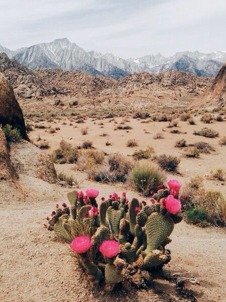 Alabama Hills, California Alabama Aesthetic, Tumblr Travel, Landscaping Software, Into The West, Adventure Theme, Beautiful Food Photography, Black And White Landscape, Photography Landscape, Desert Plants