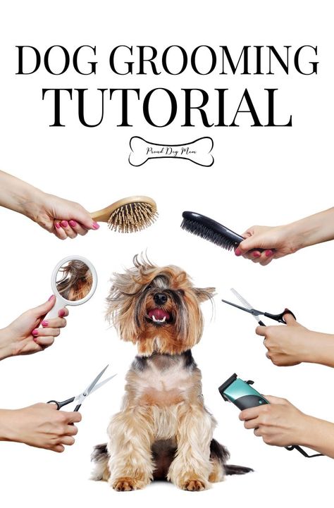 Dog Grooming Diy, Dog Grooming Styles, Dog Grooming Salons, Puppy Grooming, Dog Grooming Tips, Poodle Grooming, Pregnant Dog, Dog Haircuts, Grooming Style