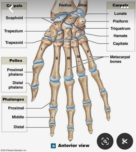 Skeleton Diagram, Human Skeleton Anatomy, Medical Assistant Student, Anatomy Bones, Medical School Life, Basic Anatomy And Physiology, Nurse Study Notes, Nursing Student Tips, Medical Student Study