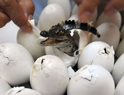 40 Hatching Animal Pictures 10 Tiger Zoo, Crocodile Animal, Nile Crocodile, Christian Science, Zoo Babies, Hatching Eggs, Baby Animals Pictures, Endangered Animals, Crocodiles