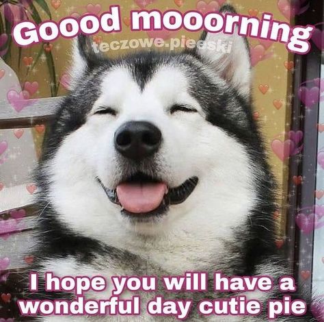 Cute Good Morning Texts Meme, Gm Reaction Pic, Good Morning Reaction, Good Morning Reaction Pic, Morning Wholesome, Good Morning Cute, Flirty Memes, Wholesome Pictures, Cute Animal Quotes