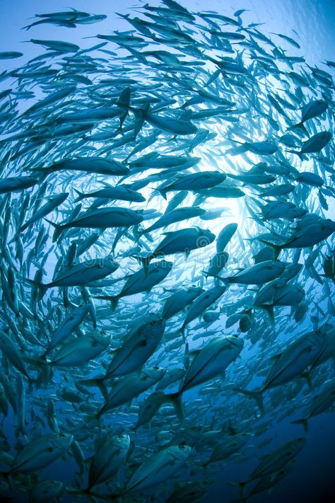 School of fish. A picture of a large school of fish, swimming in circles in the , #spon, #picture, #large, #School, #fish, #circles #ad Fish Facts, Stingray Fish, Shoal Of Fish, William Butler Yeats, Salt Water Fishing, School Of Fish, Fish Drawings, Fish Swimming, Going Fishing