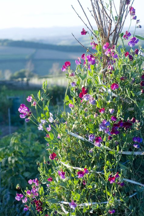 Trellis Pergola, Fence Trellis, Blue Passion Flower, Sweet Pea Plant, Autumn Clematis, Honeysuckle Vine, Drought Tolerant Perennials, Climbing Hydrangea, Trumpet Vine