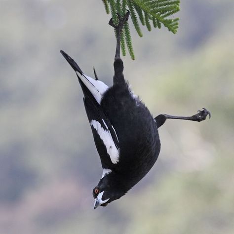 Australian Magpie Magpie Photo, Magpie Tattoo, Australian Magpie, Magpie Art, Australian Wildlife, Crows Ravens, Wild Creatures, Australian Birds, Animal References