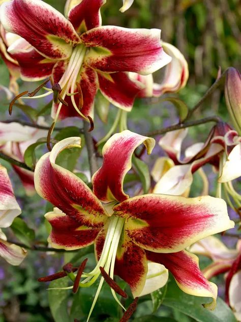 Lily Scheherazade | Bluestone Perennials Lilly Stargazer, Lily Varieties, Asian Lily, White Stargazer Lily, Lily Plant Care, Trumpet Lily, October Holidays, Red Asiatic Lily, Red Blossoms