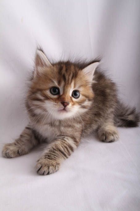 Brown Tabby Kitten | ... Siberians: Fe's Kitten - Brown Mackerel Tabby Girl "Little Tiger Brown Tabby Kitten, Brown Tabby, Persian Kittens, Adorable Kittens, Tabby Kitten, Cat Tags, Curious Cat, Baby Kittens, Cat Behavior