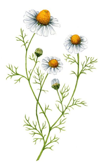 Chamomile Plant Drawing, Chamomile Drawing, Chamomile Watercolor, Chamomile Illustration, Plants Watercolor Painting, Plants Living Room Decor, Plants Living Room, Fashion Watercolor, Wildflower Drawing