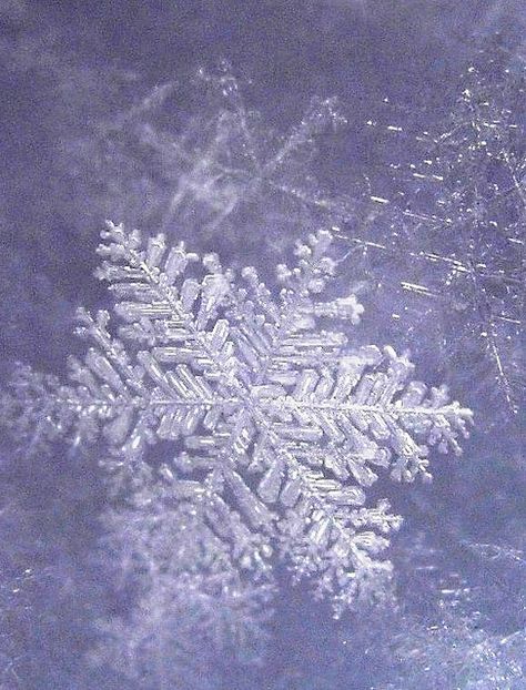 Winter snowflakes, each one unique, stir the soul to pondering...God. Snowflake Photography, Foto Macro, I Love Snow, I Love Winter, Winter Love, Winter Magic, Winter Beauty, Winter Snowflakes, Snow And Ice