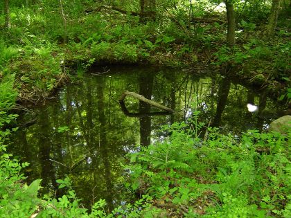 How to protect sensitive vernal pools in the built landscape Eco Pools Natural Swimming Ponds, Wetland Restoration, How To Build A Natural Swimming Pond, Wetland Ecosystem, Pervious Concrete, Constructed Wetland, Vernal Pool, Carnival Posters, Pool Life