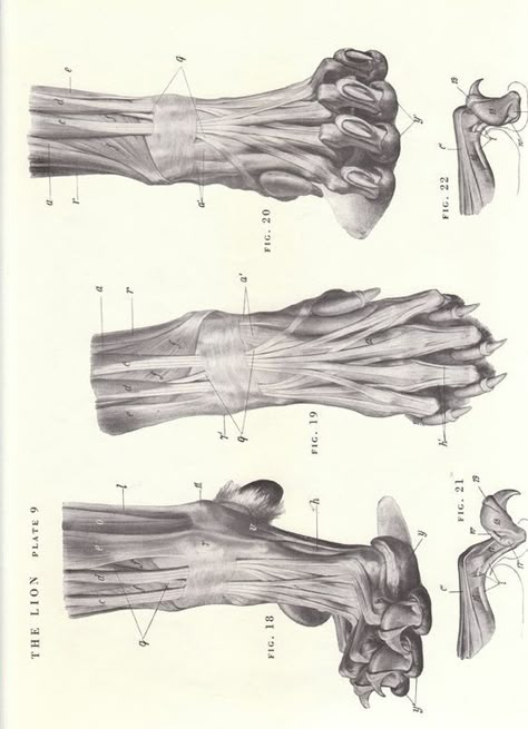 Claw Illustration, Lion Anatomy, Feline Anatomy, View Illustration, Geometry In Nature, Lion Photography, Dog Anatomy, Cat Anatomy, Werewolf Art