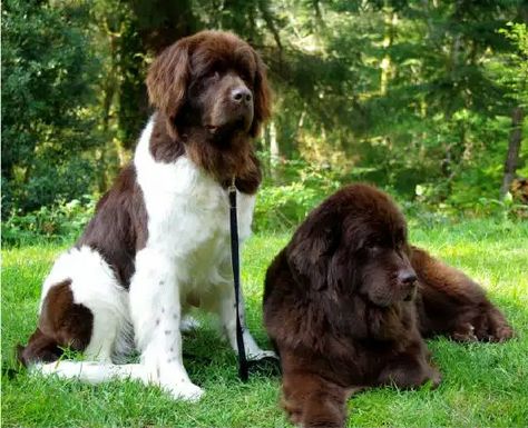 Newf White Newfoundland Dog, Brown Newfoundland, Brown Newfoundland Dog, Newfoundland Puppies, Newfoundland Dogs, Big Dog Breeds, Huge Dogs, Terra Nova, Dogs Cute