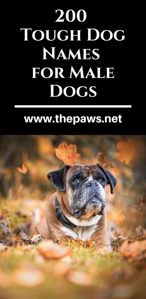 Find the best male pet name by browsing our list of tough dog names. #dognames #bestdognames #boxerdognames #maledognames #maledogs #dogs #pets #thepaws Male Pet Names, Strong Dog Names, Tough Dog Names, Boxer Dog Names, Male Boxers, Best Dog Names, Plott Hound, White Dogs, Boxer Dogs