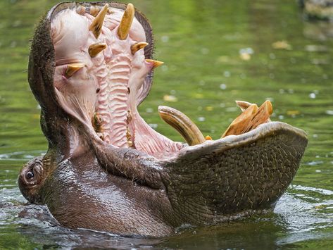 Open Wide. A hippo's mouth may be 2 feet wide at its lip. The mouth of an adult hippo is roomy enough for 36 teeth, including tusks that can grow up to 2 feet long. Hippo Mouth, What Animal Are You, Deadly Animals, All About Sharks, Africa Wildlife, Kingdom Animalia, Animal Anatomy, Children Images, Open Mouth