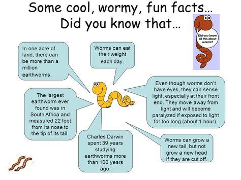 Worms facts Worm Facts, Farm Signage, Worm Farm Diy, Farm Diy, Worm Farm, Earthworms, Home Economics, Education Ideas, Childhood Education