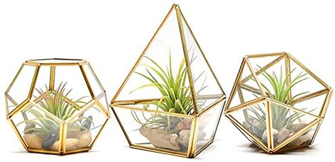 Amazon.com: BAERRYNA Tabletop Geometric Glass Terrarium - Modern Gold DIY Display Box for Succulent Air Plant,Set of 3: Pet Supplies Vintage Black Wedding, Gold Terrarium, Moss Centerpieces, Hanging Glass Terrarium, Ceramic Succulent Pots, Box With Lock, Terrarium Containers, Diy Display, Prom Decor