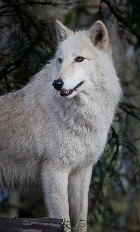 White Wolves, Wolf Team, Wolf Images, Arctic Wolf, Wolf Pup, Wolf Photos, Wolf Spirit Animal, Wolf Love, Wild Wolf