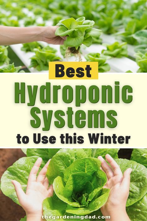 Aeroponic Potatoes, Lettuce Farm, Zombie Plants, Hydroponic Gardening Diy, Hydroponic Herb Garden, Hydro Gardening, Hydroponic Lettuce, Hydroponics Gardening, Home Hydroponics