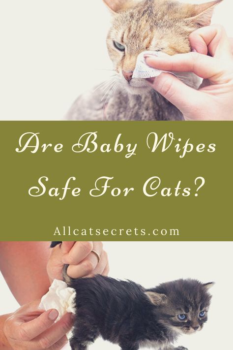 Fleas On Kittens, Ideas For Dogs, Cat Cleaning, My Free Time, Cleansing Wipes, Do Baby, Pets Cute, What To Use, Baby Kittens