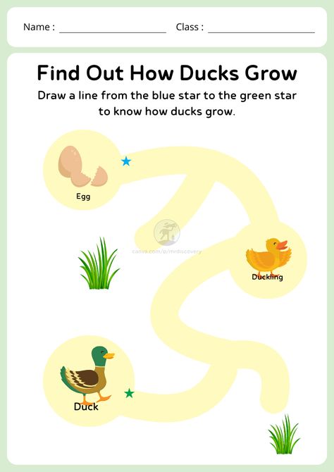 Teach kids how ducks grow with this cute and colorful worksheet! Featuring playful illustrations, this activity guides children through the stages of a duck's life cycle, helping them learn about nature while improving their observational skills. Perfect for preschoolers, classrooms, or at-home learning. 

#DuckLifeCycle #KidsLearning #PrintableForKids #EducationalFun #NatureWorksheet Worksheet For Kids, Photo Collage Maker, About Nature, Marketing Logo, Collage Background, Collaborative Learning, Educational Printables, Learning Management System, Teach Kids