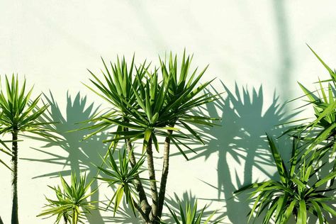 Dracaena House Plants Outdoors: What Can They Survive? Can You Put Them Outside? - The Healthy Houseplant Dracaena Plant Outdoors, Dracena Plant, Dracaena Sanderiana, Dream Plants, Dracaena Plant, Tropical Africa, Corn Plant, Landscape Plants, Evergreen Plants