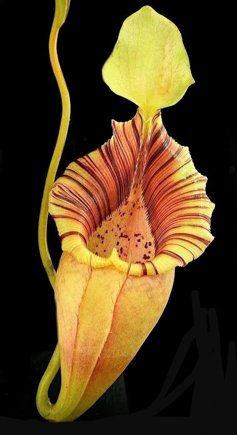 Nepenthes Drawing, Venus Fly Trap Photography, Tropical Pitcher Plant, Nepenthes Pitcher Plant, Carnivore Plants, Dior Pants, Pitcher Plants, Empty Canvas, Pitcher Plant