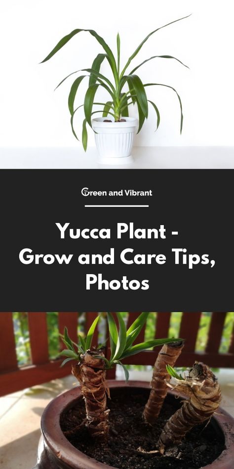 Yukka Plant Indoor, Yucca Plant Indoor, Yukka Plant, Yucca Plant Care, Succulent Propagation, Yucca Filamentosa, Patio Gardening, Snake Plant Care, Plants Care