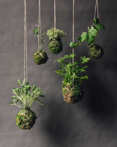 Kokedama - Japanese Technique to Decorate Your Home With Plants Mos Wand, Plant Workshop, Japanese Plants, Tattoo Plant, Japanese Bonsai, Hanging Display, 2160x3840 Wallpaper, Diy Cans, Decorative Bowl