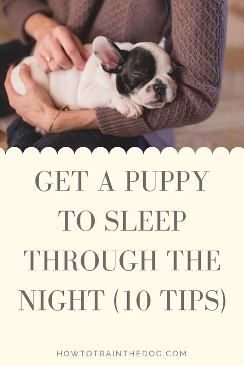 teach puppy to sleep through the night Dog Minding, Easiest Dogs To Train, Sleeping Puppies, Dog Brain, Puppy Training Tips, Best Dog Training, Getting A Puppy, Aggressive Dog, Sleeping Through The Night