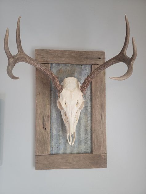 Whitetail European Mount Ideas, Deer Skull Mount Ideas, Skull Mount Ideas, European Mount Ideas, European Skull Mount, Deer Skull Mount, Euro Mounts, Deer Heads Mount, Whitetail Deer Pictures