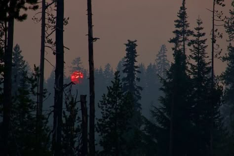 Crater Lake Oregon, Crater Lake, Red Sun, Hozier, Red Panda, Pine Trees, Nature Aesthetic, Toronto Canada, Pretty Places