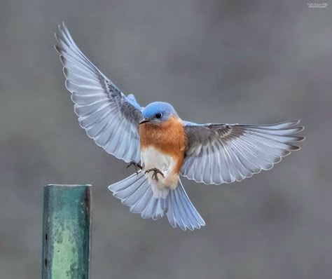 Small Bird Flying, Bird Photography Flying, Bird Landing, Bird Reference Photos, Bird In Flight, Flying Bird, Bird Flying, Birds Flying Photography, Raven Art