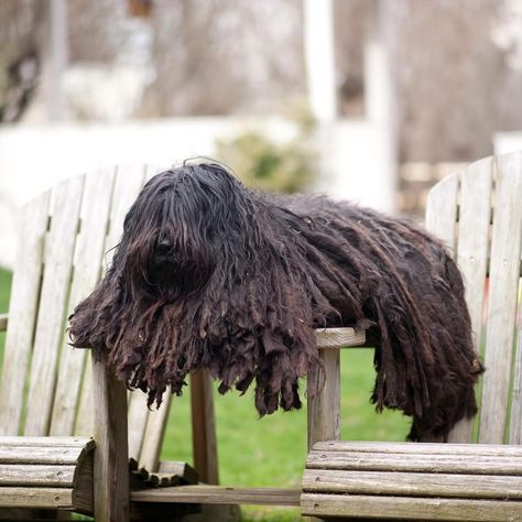 Amira BERGAMASCO SHEEPDOG #bergamascosheepdog  @alpangelbergamascos © Every Dog Breed, Gifts For Dogs, Dog Presents, Magic Tricks, For Dogs, Dog Gifts, Dog Breeds, See More, Cute Animals