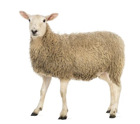 Side view of a Sheep looking at camera. Against white background , #spon, #Sheep, #view, #Side, #background, #white #ad Ideas Jardin, Pig Breeds, Business Icons Vector, White Background Photo, A Sheep, Graphic Design Photography, Clay Figures, Sculpture Clay, Animals Images