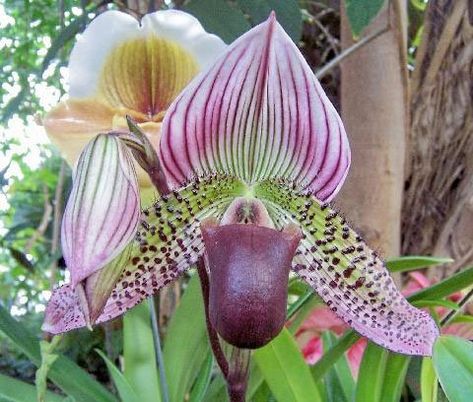 How to grow lady slipper orchids | Triangle Gardener Magazine Lady Slipper Flower, Slipper Orchid, Endangered Plants, Lady Slipper Orchid, Lady Slipper, Types Of Orchids, Rare Orchids, Exotic Orchids, Blue Orchids