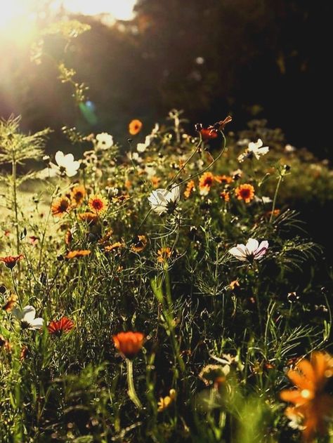 First Day Of Spring Aesthetic, Wild Flower Asthetics, Dark Wildflower Aesthetic, Wildflowers Aesthetic, Forest Wildflowers, Mushrooms And Wildflowers, Lash Post, Wildflower Aesthetic, Picking Wildflowers Aesthetic